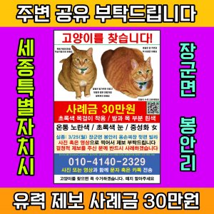 고양이를 찾습니다 고양이 전단지