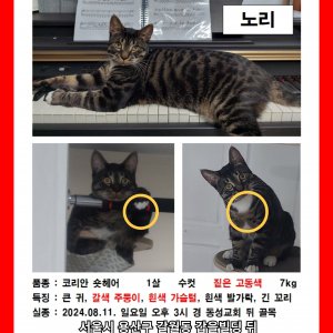 고양이를 찾습니다 고양이 전단지