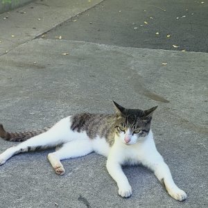 고양이 목격 기타묘종 경상북도 고령군