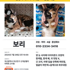 고양이 실종 코리아쇼트헤어 부산광역시 부산진구