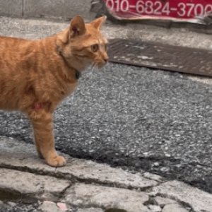 고양이 주인을 찾습니다 고양이 전단지