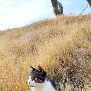 고양이를 찾습니다 고양이 전단지