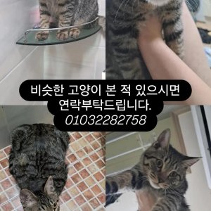 고양이 실종 코리아쇼트헤어 경상남도 진주시