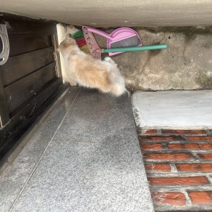 고양이 주인을 찾습니다 고양이 전단지