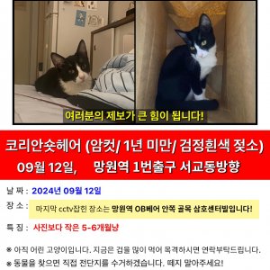 고양이를 찾습니다 고양이 전단지