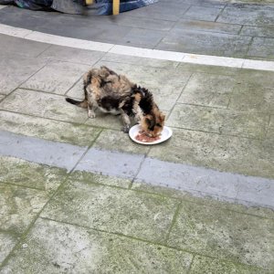 고양이 주인을 찾습니다 고양이 전단지