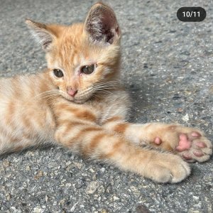 고양이 실종 코리아쇼트헤어 강원도 삼척시