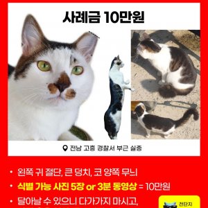 고양이 실종 코리아쇼트헤어 전라남도 고흥군