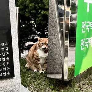 고양이 목격 코리아쇼트헤어 서울특별시 강남구