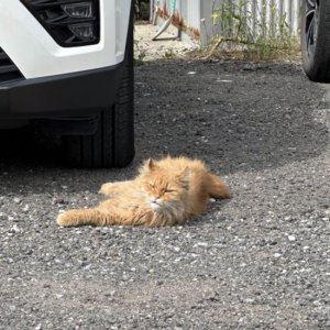 고양이 목격 페르시안 경기도 김포시