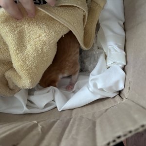 고양이 주인을 찾습니다 고양이 전단지