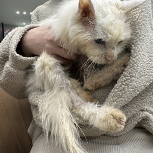 고양이 주인을 찾습니다 고양이 전단지