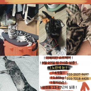 고양이 실종 아메리칸쇼트헤어 서울특별시 서대문구