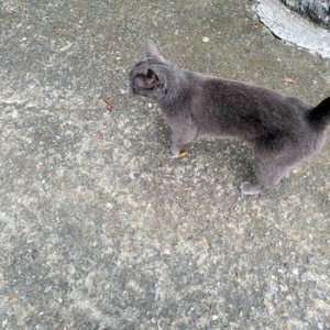 고양이 주인을 찾습니다 고양이 전단지