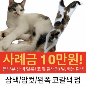 고양이 실종 코리아쇼트헤어 경상북도 경산시