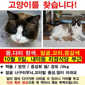 고양이 실종 래그돌 충청북도 청주시 청원구