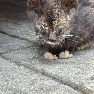 고양이 주인을 찾습니다 고양이 전단지