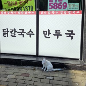 고양이 목격 기타묘종 충청북도 청주시 청원구