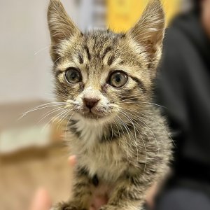 고양이 구조 기타묘종 대전광역시 동구