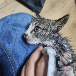 고양이 주인을 찾습니다 고양이 전단지