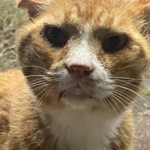 고양이 주인을 찾습니다 고양이 전단지