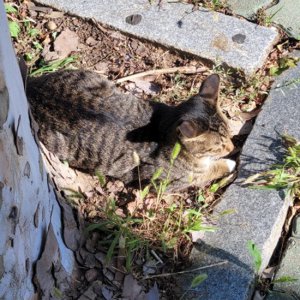 고양이 주인을 찾습니다 고양이 전단지