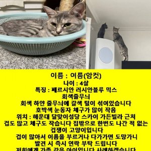 고양이 실종 믹스묘 부산광역시 해운대구