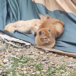 고양이 구조 기타묘종 인천광역시 중구