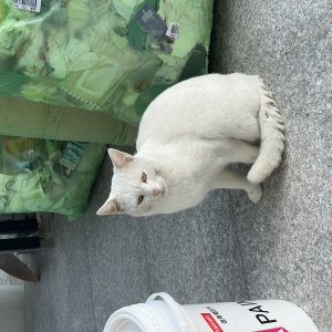 고양이 주인을 찾습니다 고양이 전단지