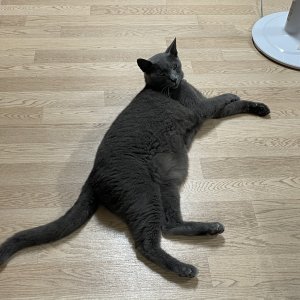 고양이를 찾습니다 러시안블루 경상북도 영덕군