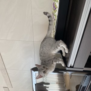 고양이 주인을 찾습니다 아메리칸쇼트헤어 서울특별시 동작구