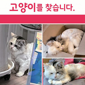 고양이 실종 기타묘종 경기도 화성시