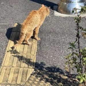 고양이 목격 기타묘종 울산광역시 울주군