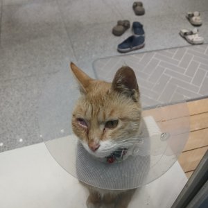 고양이를 찾습니다 고양이 전단지