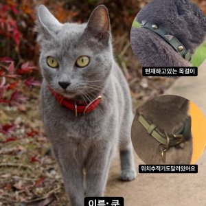 고양이를 찾습니다 고양이 전단지