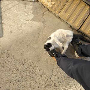 고양이 주인을 찾습니다 고양이 전단지