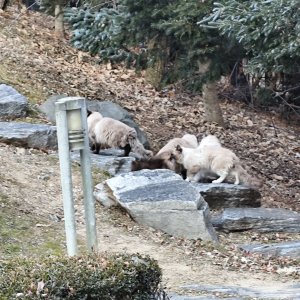 고양이 주인을 찾습니다 샴 경기도 용인시 기흥구