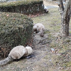 고양이 주인을 찾습니다 샴 경기도 용인시 기흥구