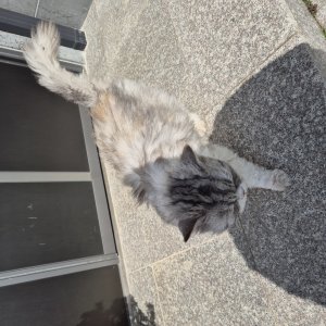고양이 주인을 찾습니다 페르시안 전라남도 목포시