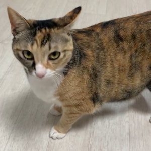 고양이를 찾습니다 고양이 전단지