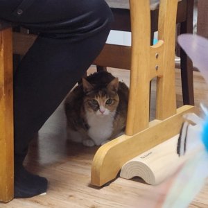 고양이를 찾습니다 코리아쇼트헤어 전라남도 여수시