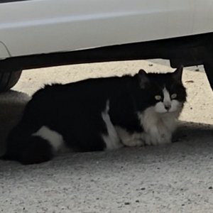 고양이 주인을 찾습니다 기타묘종 경기도 고양시 덕양구
