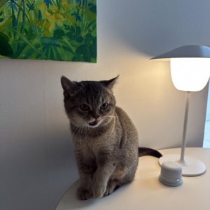 고양이를 찾습니다 고양이 전단지