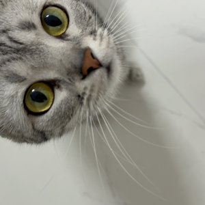 고양이를 찾습니다 고양이 전단지
