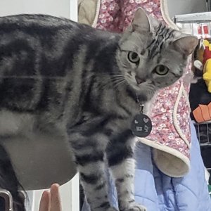 고양이 실종 아메리칸쇼트헤어 서울특별시 도봉구