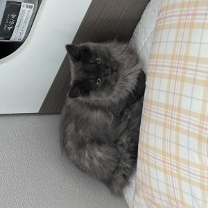 고양이를 찾습니다 고양이 전단지