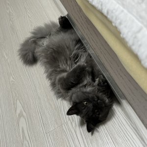 고양이 실종 믹스묘 충청북도 옥천군