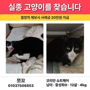 고양이 실종 코리아쇼.. 서울특별시 노원구