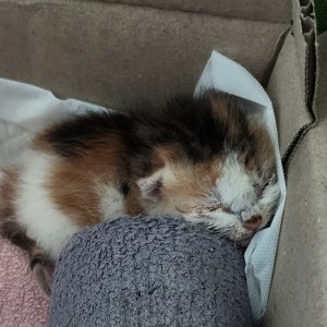 고양이 구조 코리아쇼트헤어 경기도 김포시