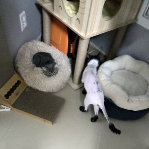 고양이를 찾습니다 브리티시쇼트헤어 경기도 고양시 덕양구